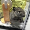 しょうゆ