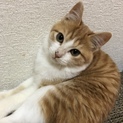 ゴロゴロおてんばな茶トラのミロリちゃん
