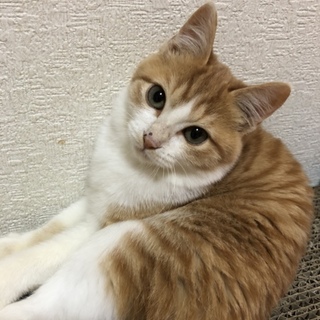 ゴロゴロおてんばな茶トラのミロリちゃん