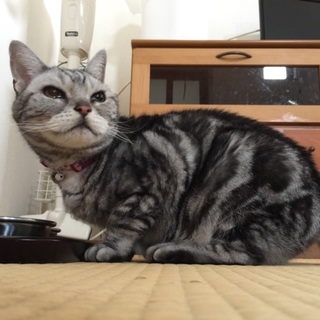 飼主の猫アレルギー悪化にて、面倒見てくださる方