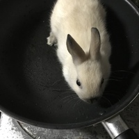 しろ