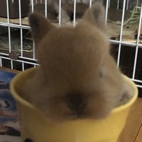 プリン