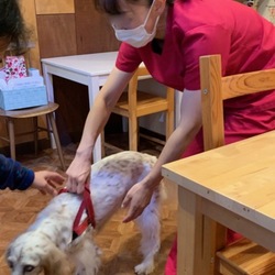 無麻酔の歯石取り-2