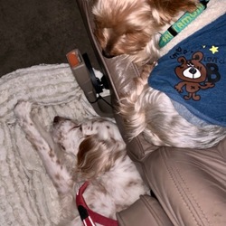 「無麻酔の歯石取り-2」サムネイル3