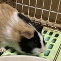 モルモットの里親募集
