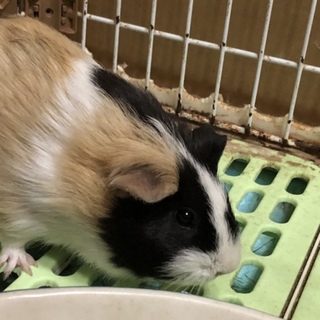 モルモットの里親募集