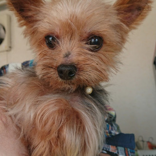 ヨーキー ポンタくんトライアル決定