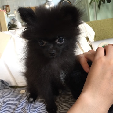 お家に来たばかりの頃