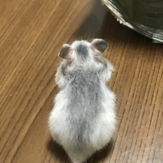 キンクマとシルバーの赤ちゃん。