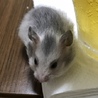 キンクマとシルバーの赤ちゃん。 サムネイル2