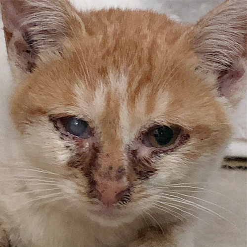 預かり子猫の右目白濁 里 ここからミャーのペットログ ペットのおうち 月間利用者150万人