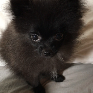 やっと1kgになったよー