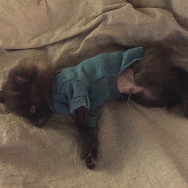 やっとワクチン終わったからお散歩行ったらグッスリ