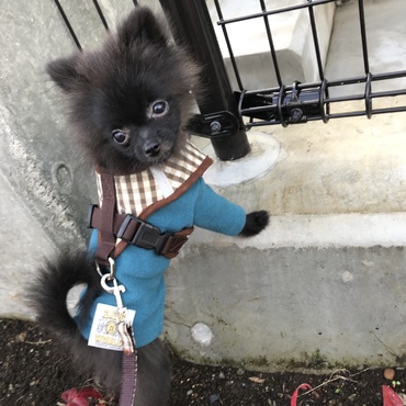 ポパイくんのお散歩はのんびり