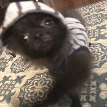 ピンボケポパイくん おにゅーの服を着てみたよ✌︎