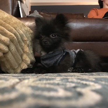 おっきい部屋に引っ越したら自分ベットに行きません