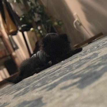 だいすきなレモンツリー