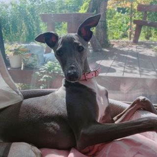 幼犬イタグレ里親募集