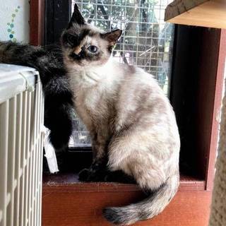 【トーティ】おかげ様で里親様が決まりました！