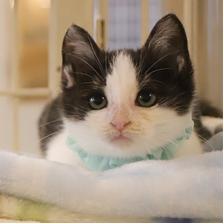 キュートな黒白男の子