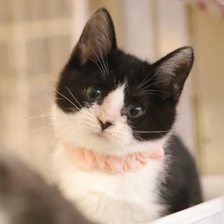 ぽっちゃり黒白女の子