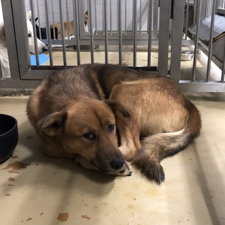 緊急です。11.19朝までの命。動画あり。