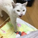 白猫2歳くらいの女の子です。小桜(さくら)です