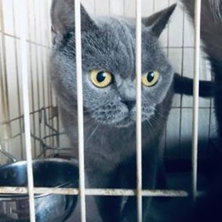 ブリテッシュショートヘア★人が大好きベルちゃん