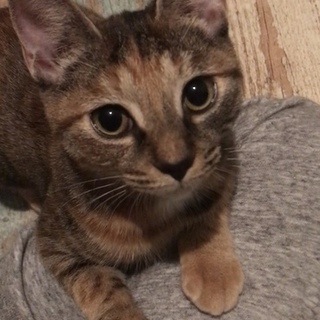 【里親さま決定】麦わら猫の麦芽ちゃん