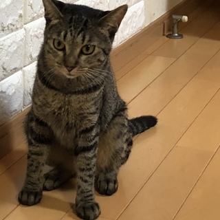 キジ猫の女の子です