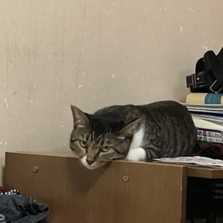 長靴をはいた猫ちゃんです