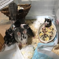 ファーシーラット