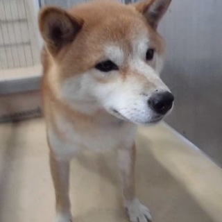 【助けて下さい❗️】柴犬経験者の方お願いします