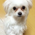 里親さんを募集します！