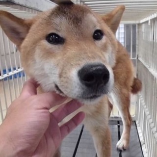 【助けて下さい❗️】ビビリの柴犬風ワンコ