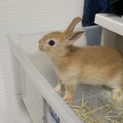今日引き取れる方！ミニウサギの赤ちゃんチロちゃん