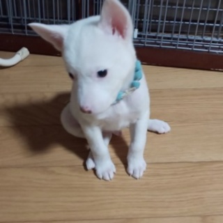可愛い仔犬が幸せを運びます。ブルーちゃんです。