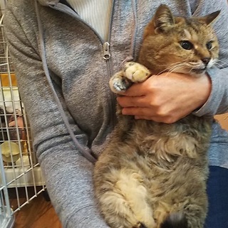 行き場の無い高齢の猫