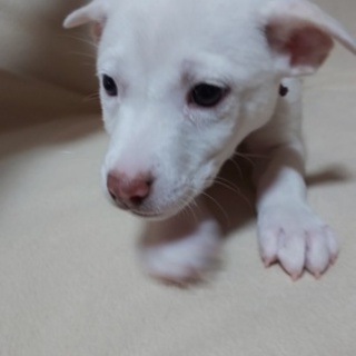 可愛い仔犬が幸せを運びます。レビーちゃんです。