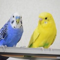 セキセイインコ  ２匹♂
