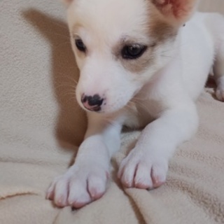 可愛い仔犬が、幸せを運びます。ピンクちゃんです。