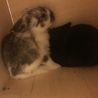 灰色＋白と真っ黒の赤ちゃんウサギ