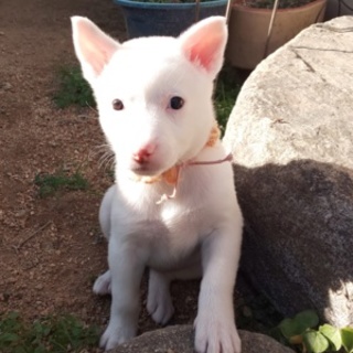 可愛い仔犬が、幸せを運びます。オレンジちゃんです。