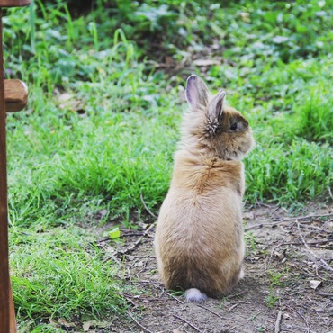 Lionhead