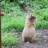 Lionhead