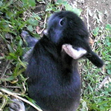 Lionhead’s baby black