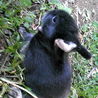 Lionhead’s baby black