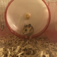 みかん