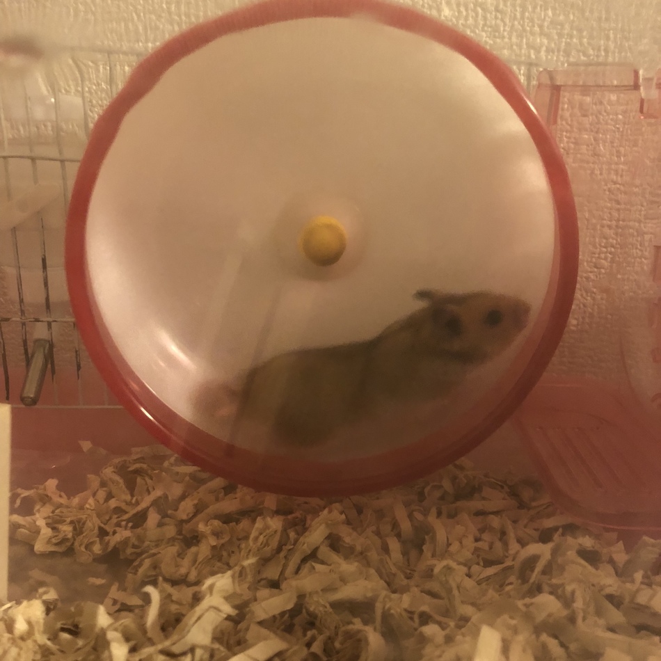 みかんのカバー写真