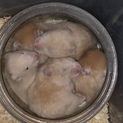 キンクマハムスター里親さま募集致します。